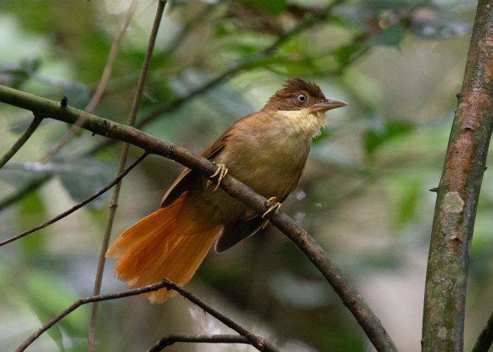 barranqueiro-de-olho-branco(Automolus-leucophthalmus)