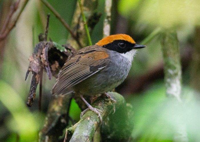 cuspidor-de-máscara-preta-(Conopophaga-melanops)